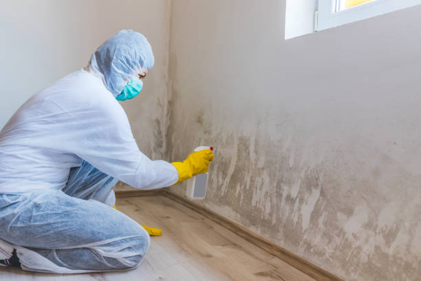 Licensed Basement Mold Remediation service in Franklin, NJ - 24 Hour Mold Removal