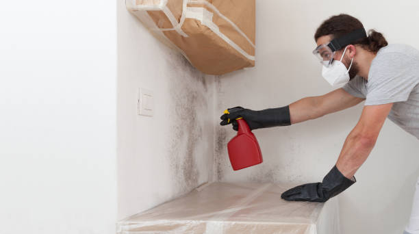 Professional Basement Mold Remediation technician working in Franklin, NJ