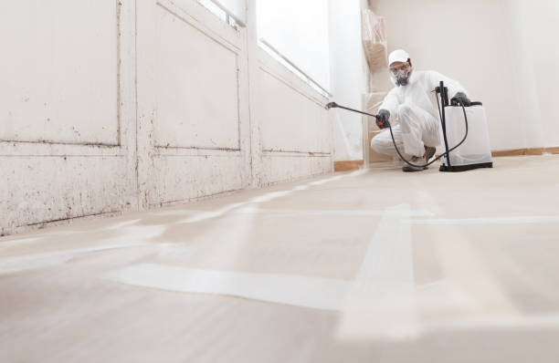 24/7 Emergency Basement Mold Remediation experts in Franklin, NJ