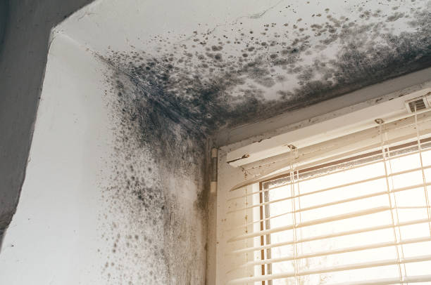 Affordable Basement Mold Remediation solutions in Franklin, NJ