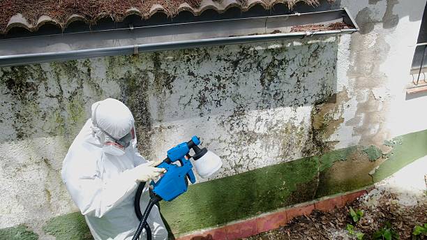 Top rated local Basement Mold Remediation specialists in Franklin, NJ